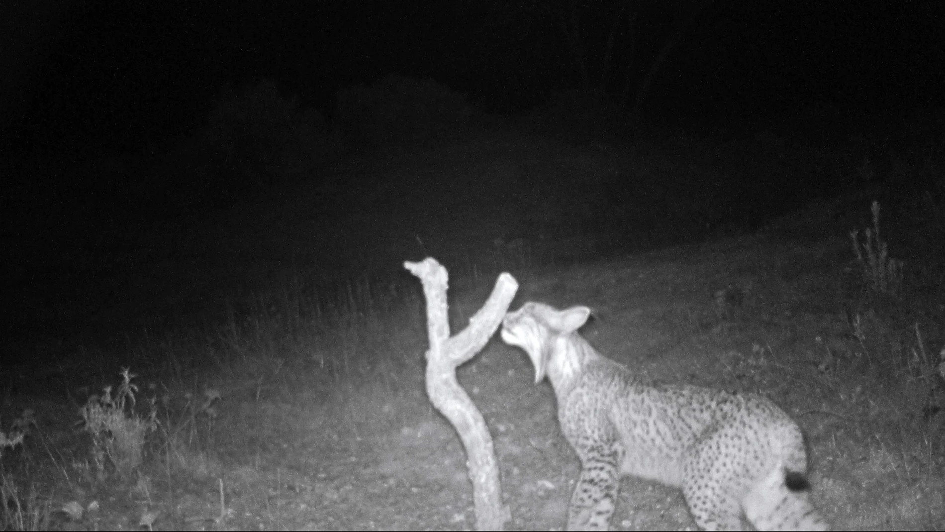 Nuevo ejemplar del lince ibérico Nuevo ejemplar del lince ibérico