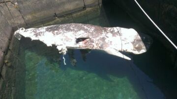 Cadáver de un cachalote de siete metros de largo al sur de Pechiguera