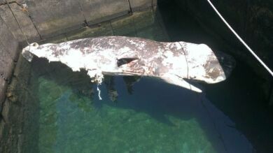 Una cría de cachalote aparece muerta a dos kilómetros de la costa de Lanzarote