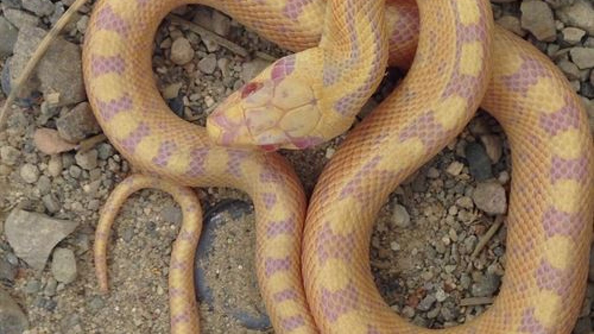 Culebra de escalera albina