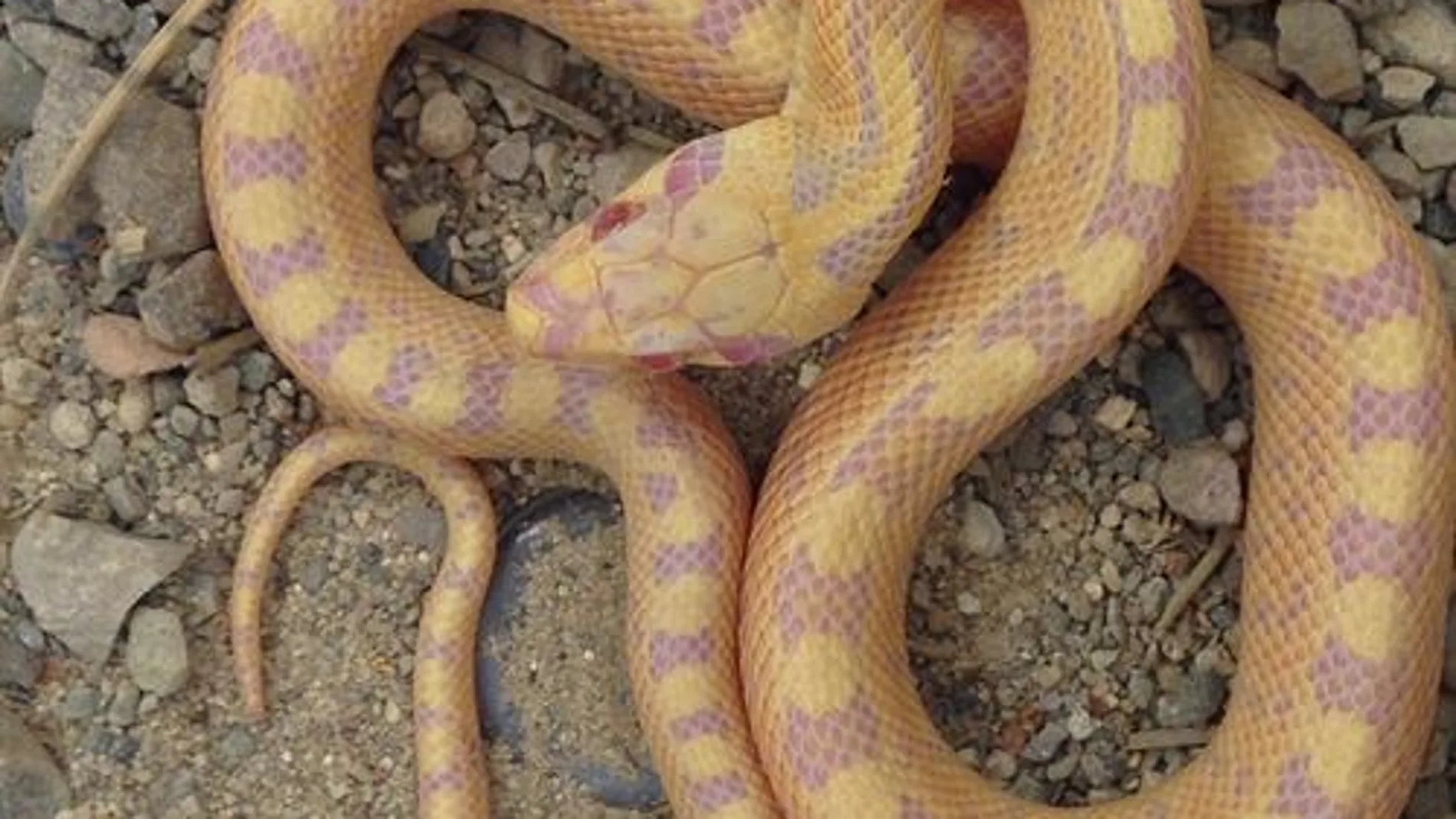 Culebra de escalera albina Culebra de escalera albina