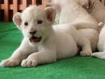 Un cachorro de león blanco nacido en Himeji, Japón Un cachorro de león blanco nacido en Himeji, Japón