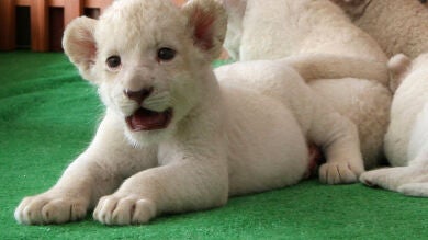 Nace un león blanco en un zoológico de Toledo