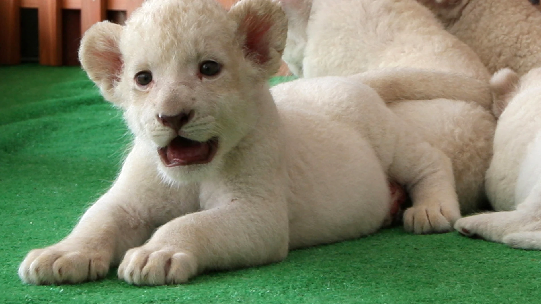 Un cachorro de león blanco nacido en Himeji, Japón Un cachorro de león blanco nacido en Himeji, Japón