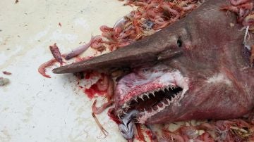 El 'tibur&oacute;n duende' una vez capturado