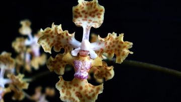 Nueva especie de orquídea