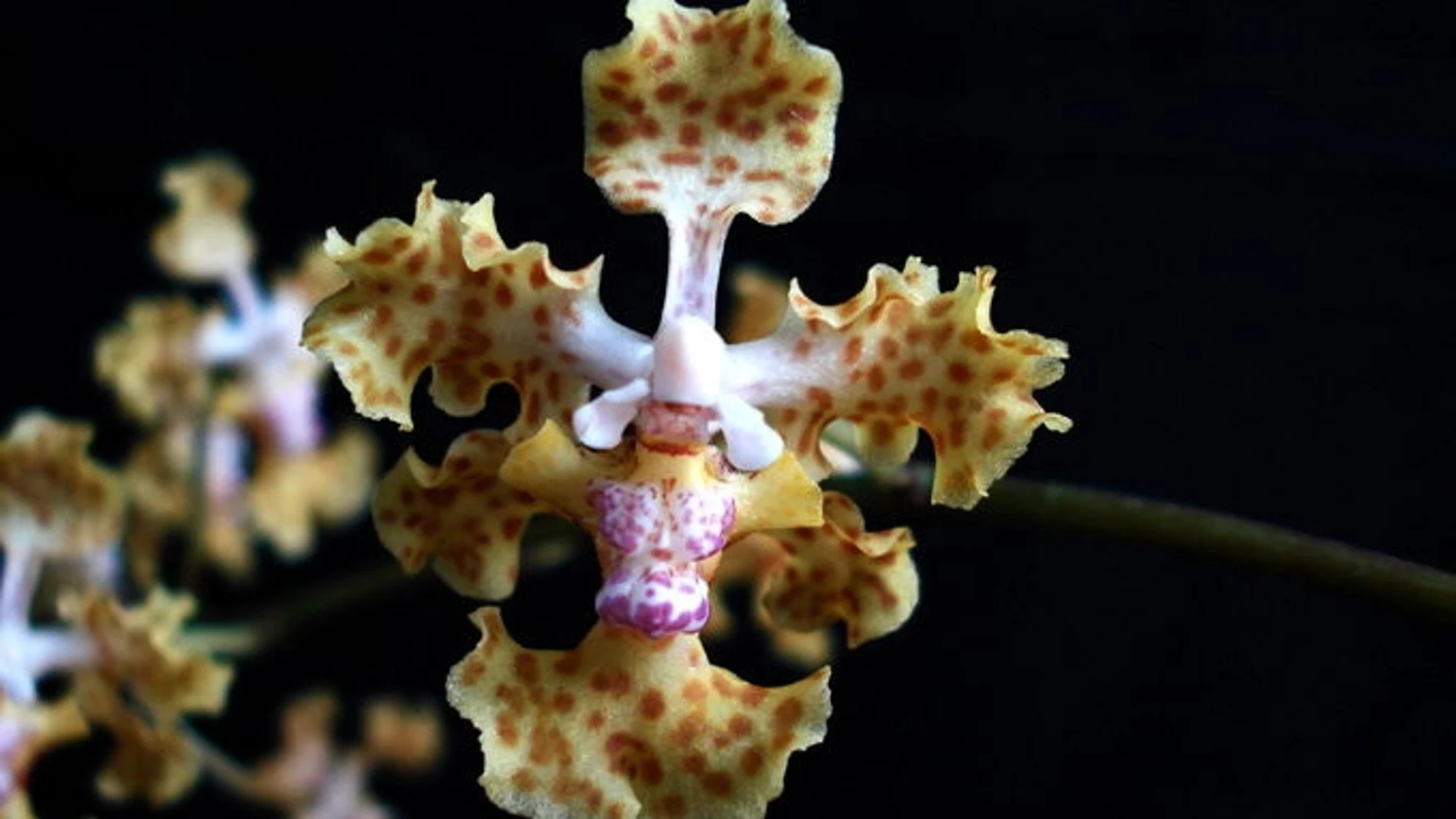 Nueva especie de orquídea Nueva especie de orquídea