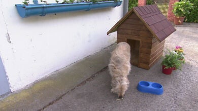 Enseñamos a instalar un revestimiento de lamas en una caseta de perro
