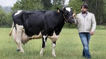 La vaca 'Kaliña' posa junto a uno de sus cuidadores y dueños de la ganadería