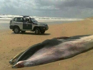 Ballena encontrada muerta en la playa de Matalascañas