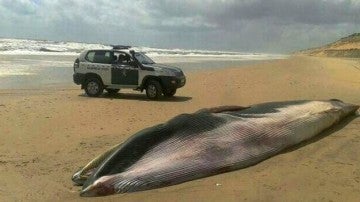 Ballena encontrada muerta en la playa de Matalascañas