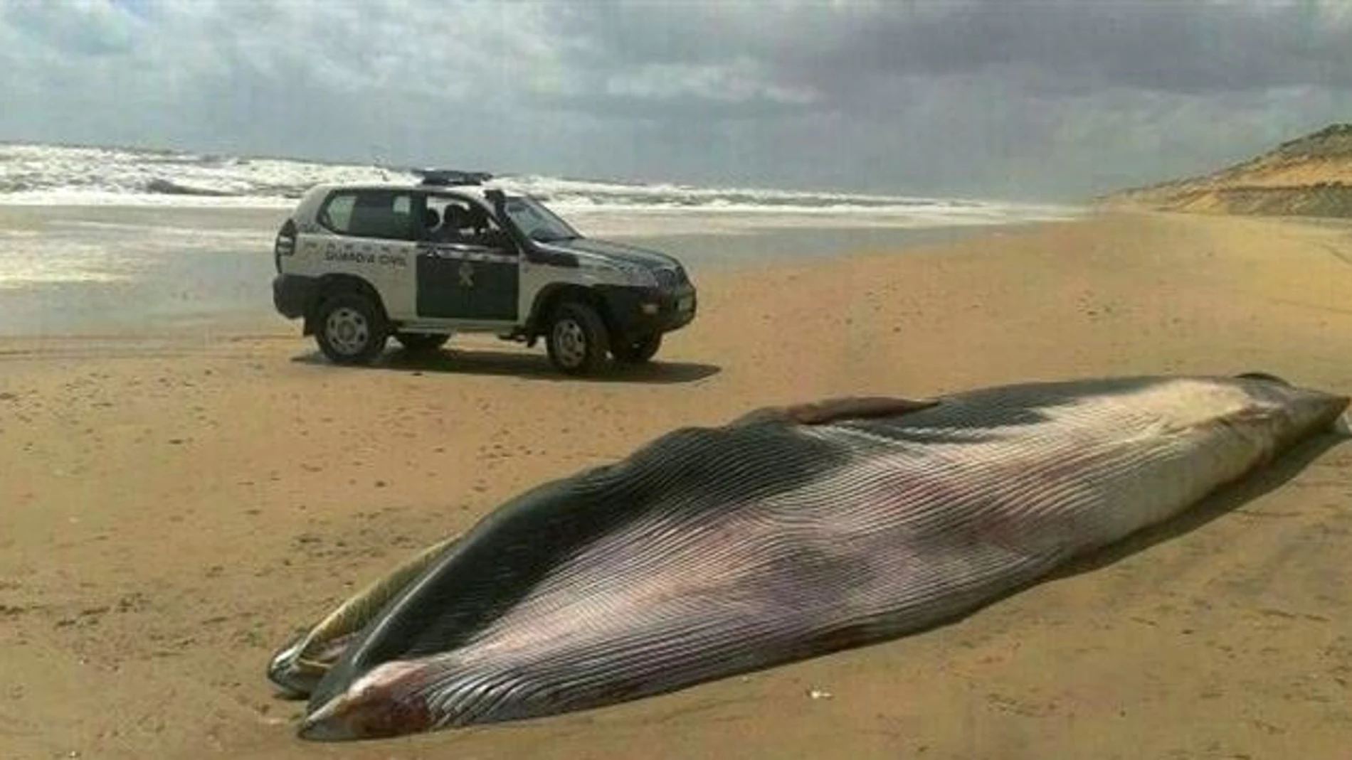 Ballena encontrada muerta en la playa de Matalascañas Ballena encontrada muerta en la playa de Matalascañas