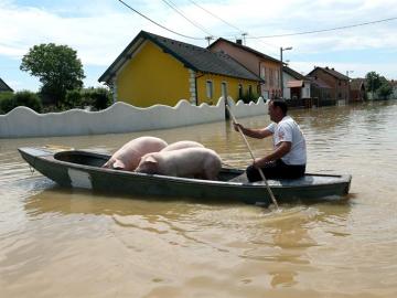  Un hombre lleva a unos cerdos sobre una barca en una calle inundada en la localidad de Orasje