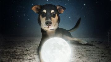 Un cachorro adoptado por la Luna