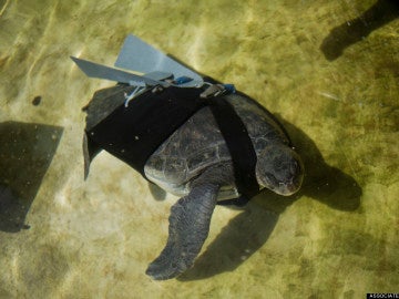 La tortuga nadando con sus 'alas'