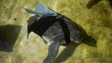La tortuga nadando con sus 'alas'