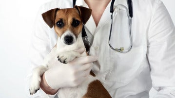 La aplicación detecta enfermedades en las mascotas y cuesta alrededor de ocho euros