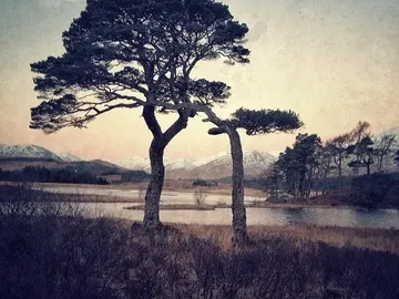 Árboles captados con un iPhone Árboles captados con un iPhone