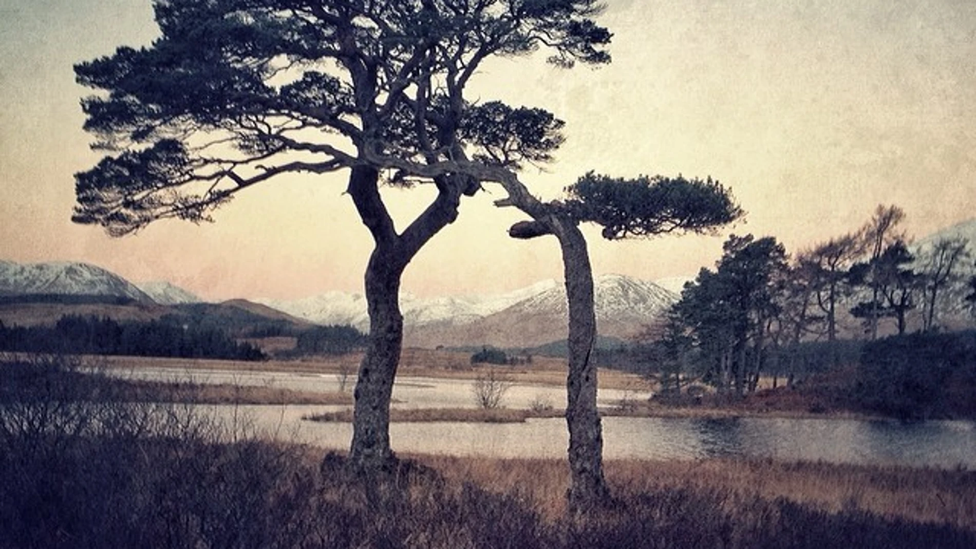 Árboles captados con un iPhone Árboles captados con un iPhone