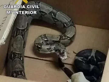 Serpiente capturada en Gran Canaria Serpiente capturada en Gran Canaria