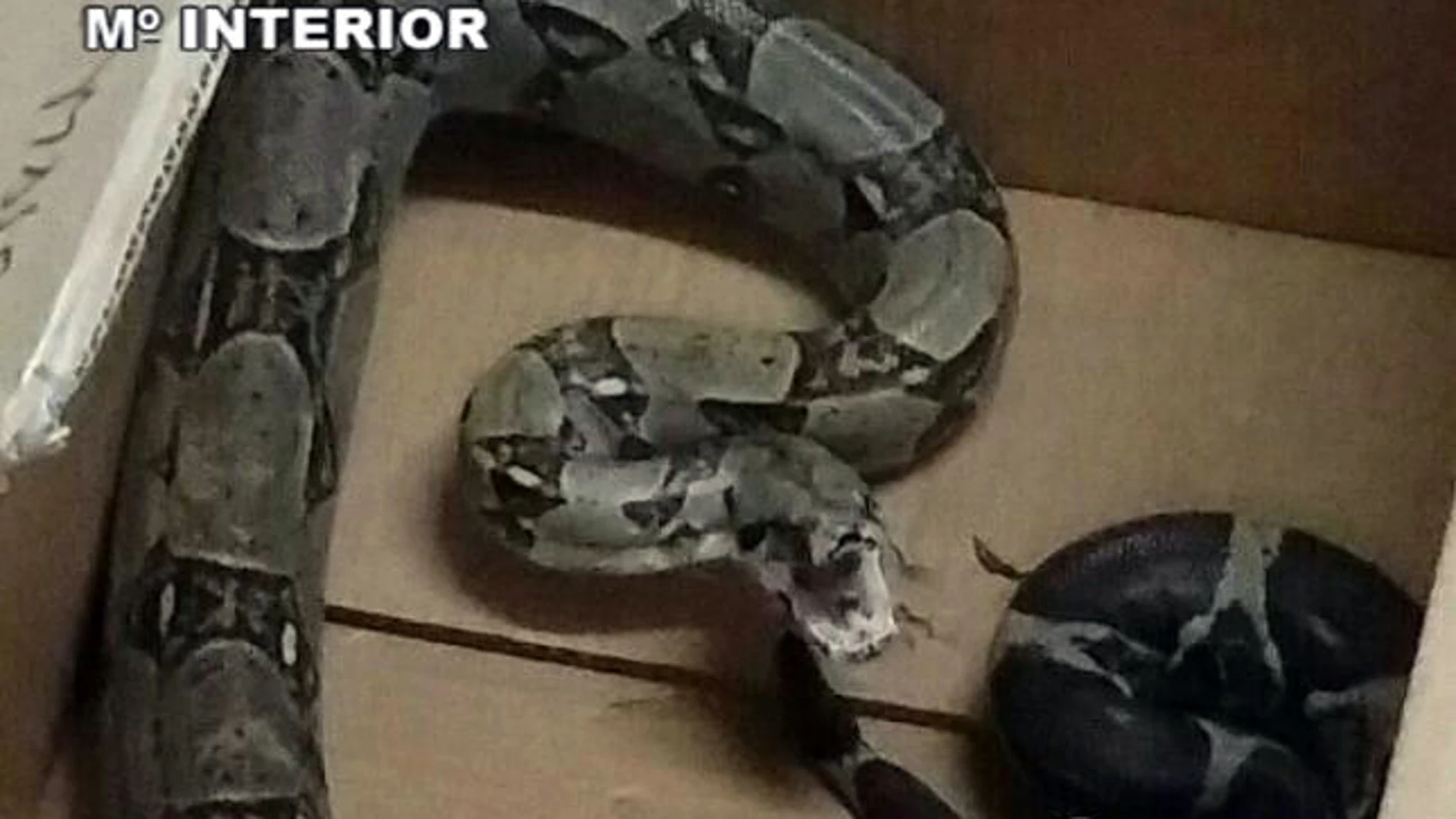 Serpiente capturada en Gran Canaria Serpiente capturada en Gran Canaria