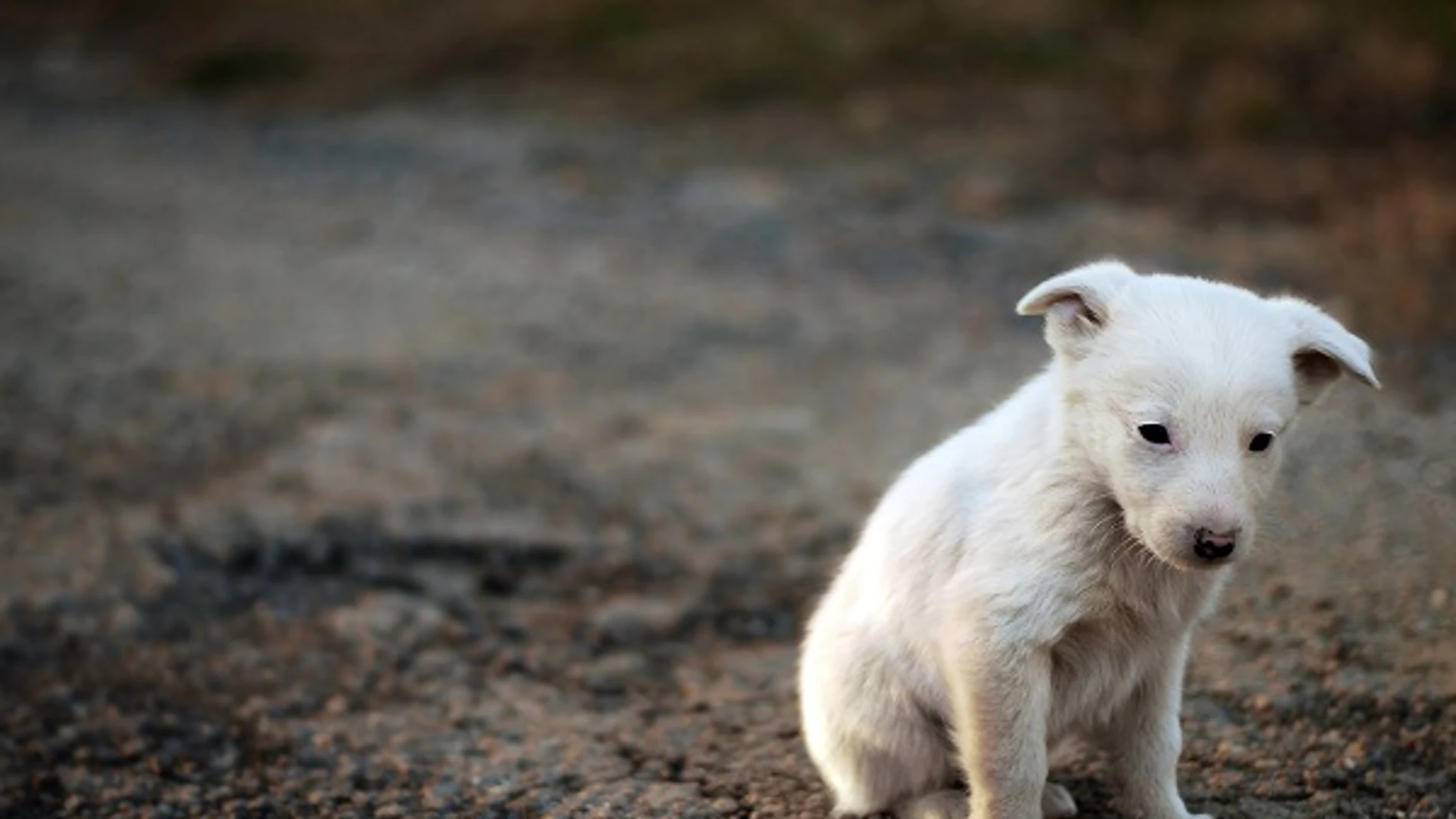 Mascota. Mascota.