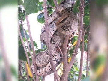 Boa constrictor fotografiada por un vecino.