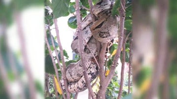 Boa constrictor fotografiada por un vecino.