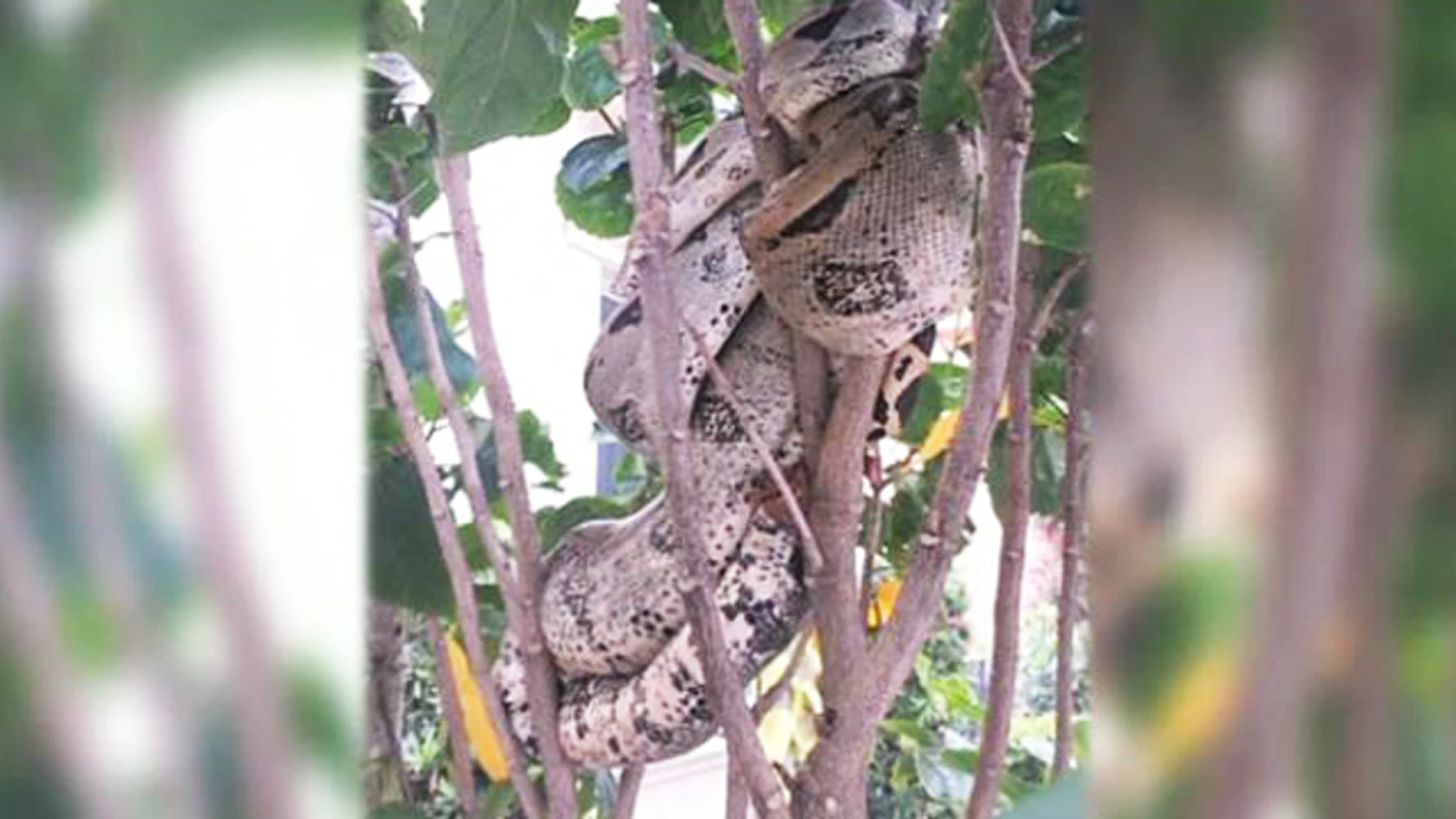 Boa constrictor fotografiada por un vecino. Boa constrictor fotografiada por un vecino.