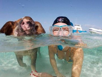 Una joven nada con un cerdo en las Bahamas