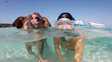 Una joven nada con un cerdo en las Bahamas