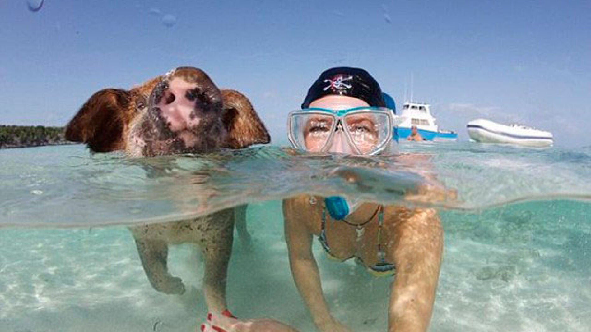 Una joven nada con un cerdo en las Bahamas