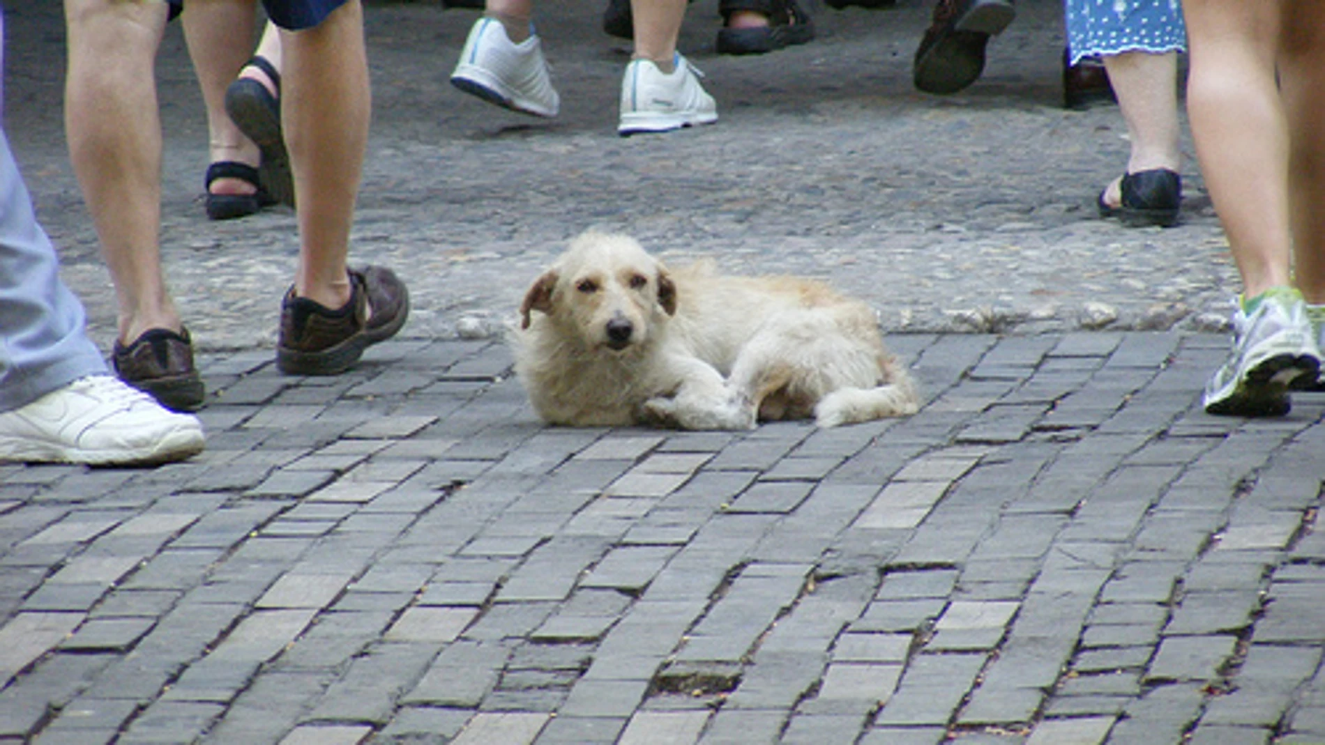 La crisis económica ha disparado los casos de abandono animal. La crisis económica ha disparado los casos de abandono animal.