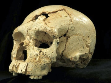 Cráneo número 17 de la Sima de los Huesos