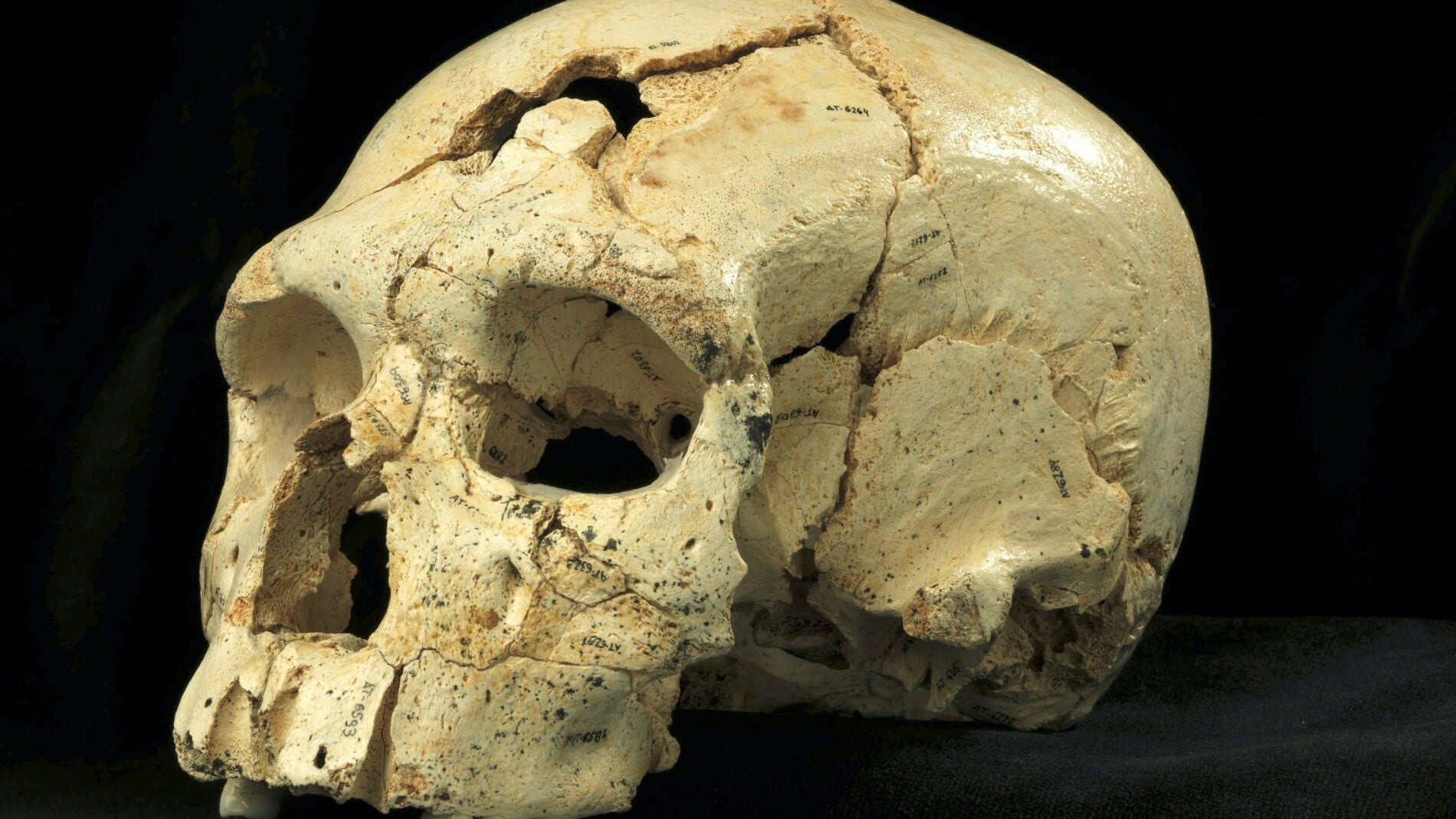Hallan 17 cr&aacute;neos en Atapuerca que aportan nueva luz a evoluci&oacute;n Neanderthal