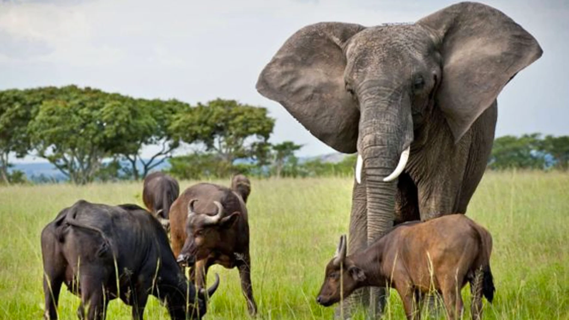 La elefante y los búfalos han establecido un sistema de comunicación entre ellos La elefante y los búfalos han establecido un sistema de comunicación entre ellos