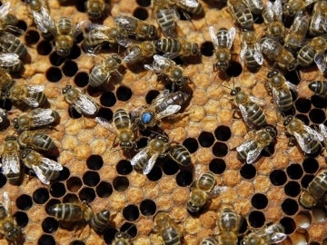 La abeja reina en su colmena (30-06-2014)
