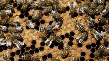La abeja reina en su colmena (30-06-2014)