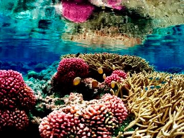 Peligran los corales en Puerto Rico