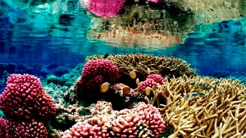Peligran los corales en Puerto Rico