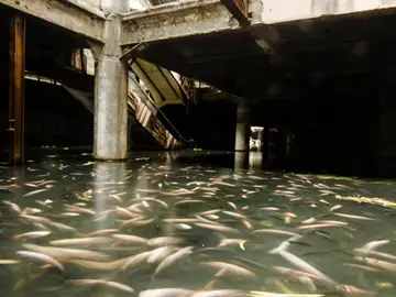 Miles de carpas atestadas en el suelo Miles de carpas atestadas en el suelo