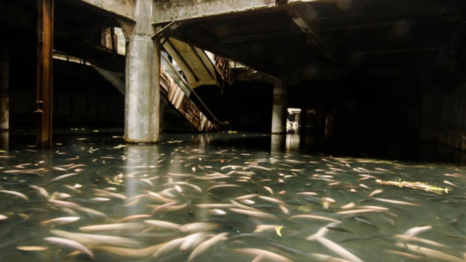 Miles de carpas atestadas en el suelo