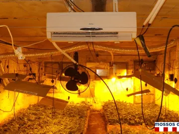 Plantación de marihuana Plantación de marihuana