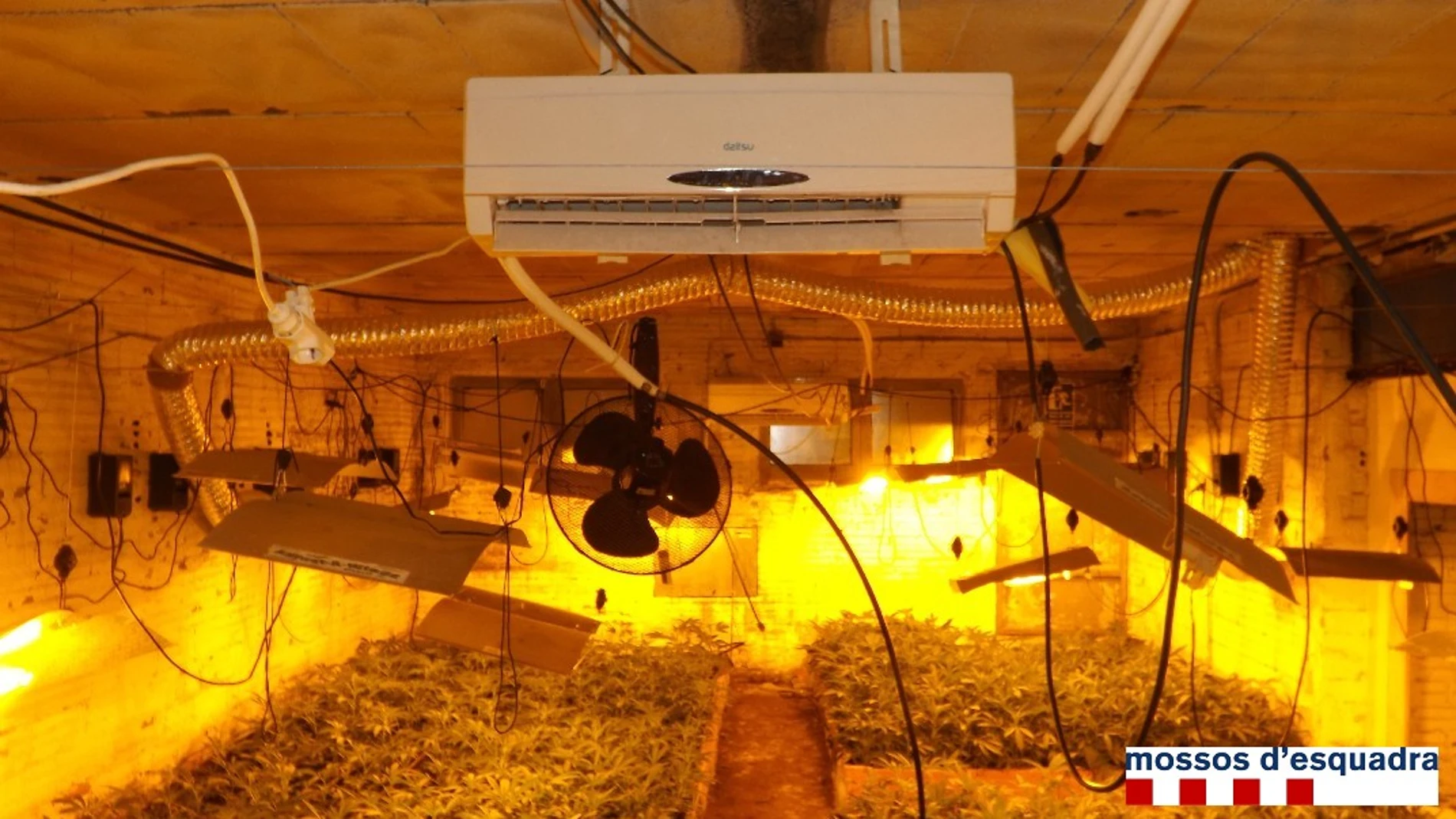 Plantación de marihuana Plantación de marihuana