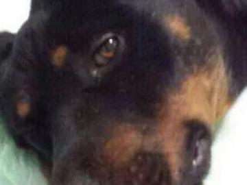 El perro Atila ha fallecido El perro Atila ha fallecido