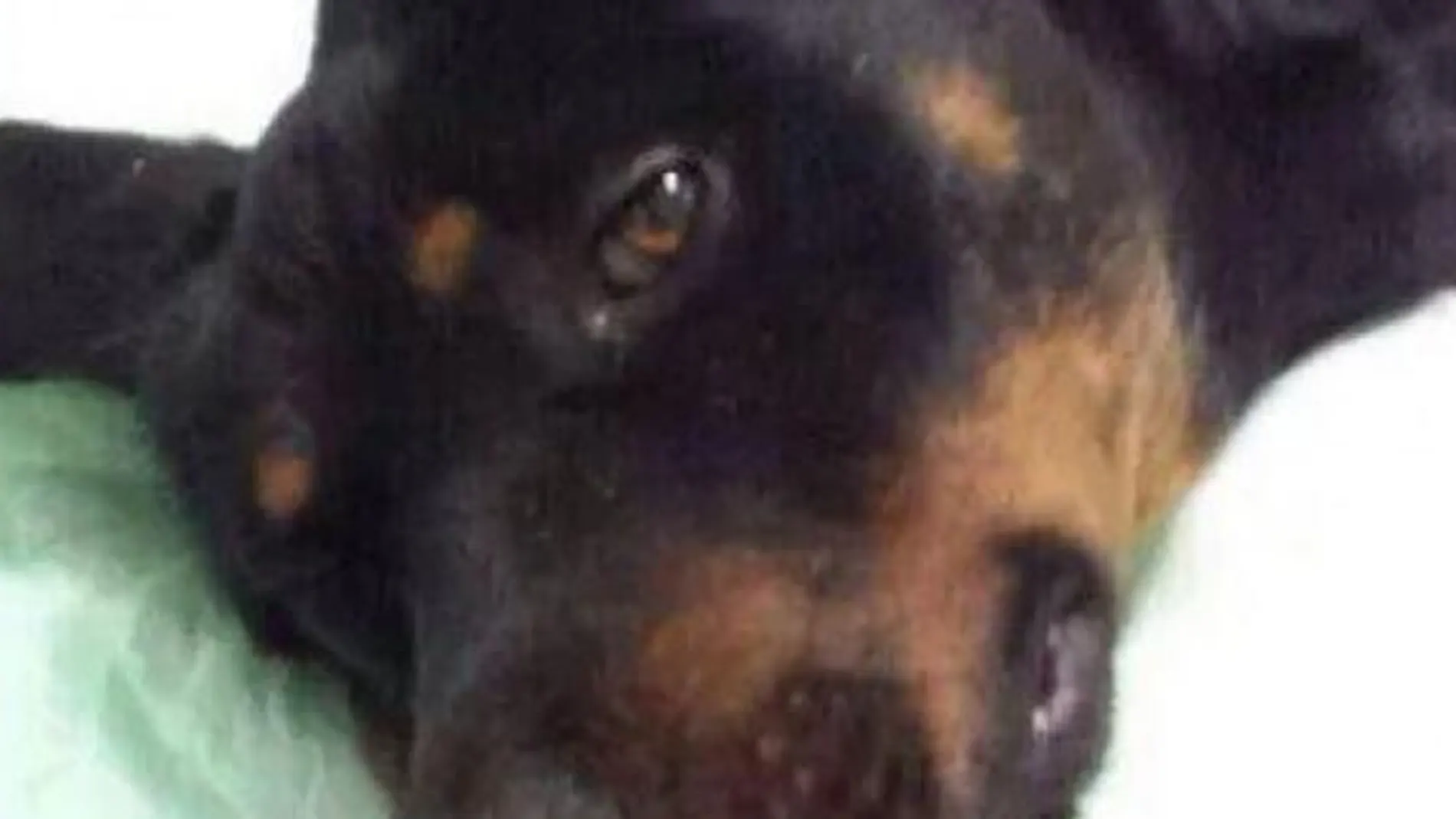 El perro Atila ha fallecido El perro Atila ha fallecido