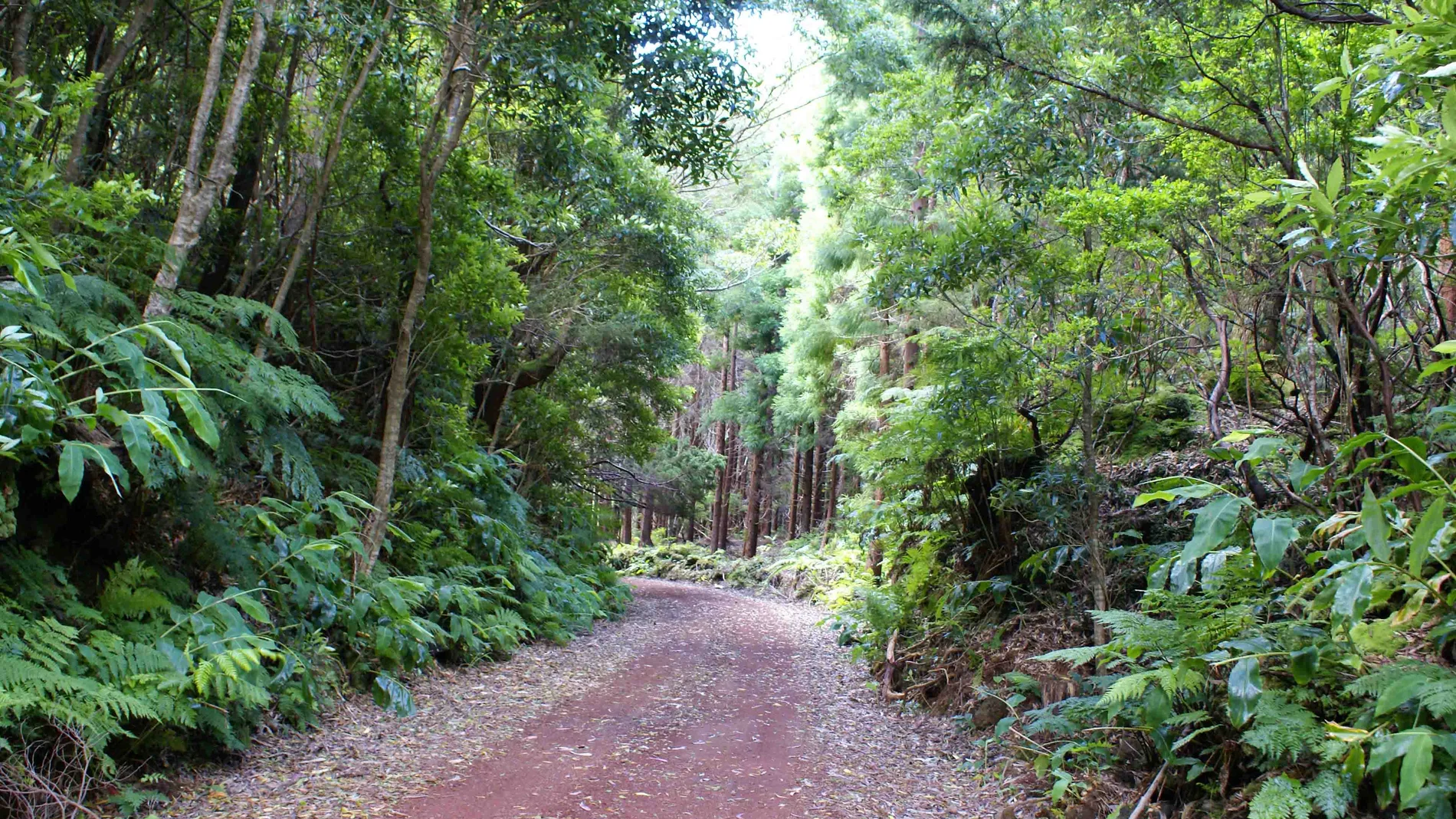 El estudio revela cómo las plantas responden a los niveles de CO2 en la atmósfera El estudio revela cómo las plantas responden a los niveles de CO2 en la atmósfera
