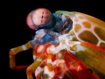 Descubren un camarón con visión ultravioleta Descubren un camarón con visión ultravioleta