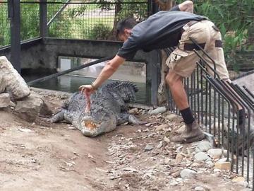 Trent Burton alimentando a un cocodrilo