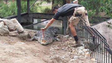  Trent Burton alimentando a un cocodrilo